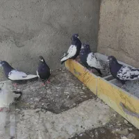 کبوتر سینه سیاه|پرنده|صائین قلعه, |دیوار