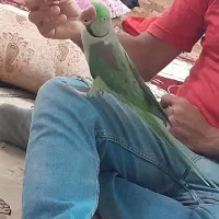 طوطی ،پرنده