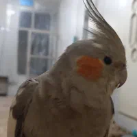 جفت عروس هلندی