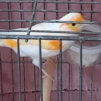 قناری نر|پرنده|اردبیل, |دیوار