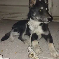 سگ سیاه سفید