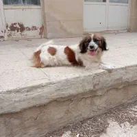 سگ ماده پاکوتاه