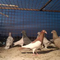 دسته کفتری|پرنده|شیراز, سهلآباد|دیوار