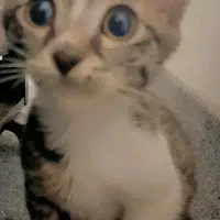 گربه ماده 3ماهه