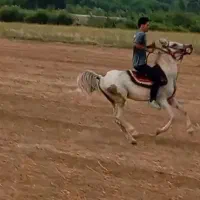 اسب نریان عرب|اسب و تجهیزات اسب‌سواری|تهران, آذری|دیوار