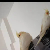 عروس هلندی گم شده در شهرک جهان نما