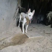 سگ گرگی سفید|سگ|آبپخش, |دیوار