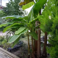 فروش درخت پالم واشنگتن و درخت ازگیل ژاپنی|گل و گیاه طبیعی|رویان, |دیوار