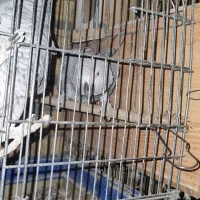 کاسگو کنگو دم‌قرمز|پرنده|گلستان (تهران), |دیوار