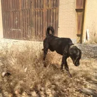 واگداری سگ|سگ|سنقر, |دیوار