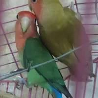 طوطی برزیلی مولد|پرنده|بندر ماهشهر, |دیوار