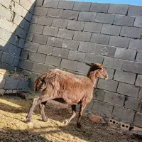 میش آبستن مایه دار