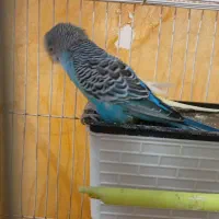 جفت مرغ عشق دستی