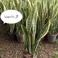 گل های آپارتمانی
