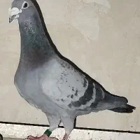 کفتر|پرنده|نوشین شهر, |دیوار