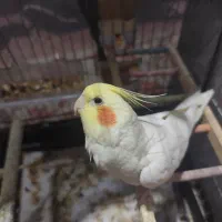 عروس هلندی نر ماده مولد