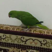 جوجه ملنگو دو ماهه دستی چلوندنی