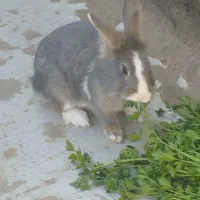 فروش حیوان خانگی