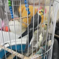 طوطی عروس|پرنده|رشت, فلسطین|دیوار