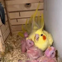 سالن پرورش عروس هلندی و کوتوله|پرنده|اراک, |دیوار