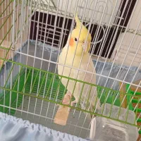 قفس عروس هلندی و مرغ عشق|لوازم جانبی حیوانات|صوفیان, |دیوار