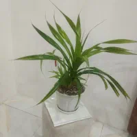 گل زیبای پاندانوس