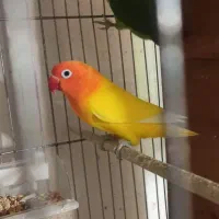 طوطی برزیلی