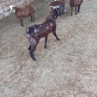 بزغاله نر|حیوانات مزرعه|کوهدشت, |دیوار