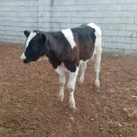 گاو گوساله نر.تلیسه.