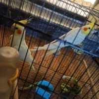 عروس هلندی|پرنده|بندر دیر, |دیوار