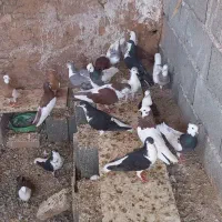 کمتر  عالی|پرنده|داورزن, |دیوار