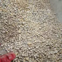 موسیر بذری