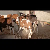 گوساله|حیوانات مزرعه|کرمانشاه, |دیوار