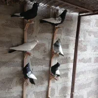 سینه|پرنده|شیراز, فرهنگ شهر|دیوار