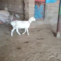 بره قوچی سفید