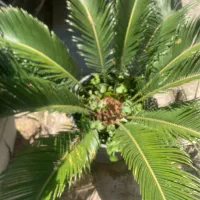 حدود ۵۰ عدد سیکاس گلدانی ریشه پرس