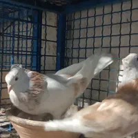 کفتر سرور|پرنده|مشکین‌دشت, |دیوار