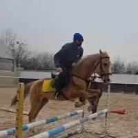 فروش اسب ترکمن