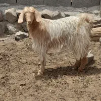 کهره چپش در رابر