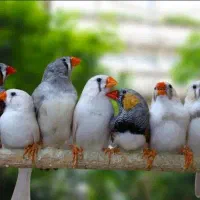 تخم نطفه دار فنچ