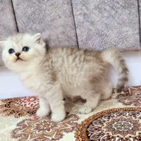 بچه گربه های زیبا و ناناز|گربه|اهواز, بهارستان|دیوار