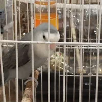 جفت کوتوله برزیلی|پرنده|مشهد, کارمندان دوم|دیوار