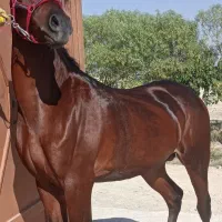 اسب درجه یک|اسب و تجهیزات اسبسواری|تهران, جوادیه|دیوار