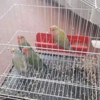 انواع پرنده ها نر ماده طوطی عروس هلندی قناری