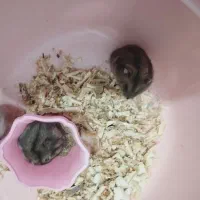 همستر کمپل نر|موش و خرگوش|بوشهر, |دیوار