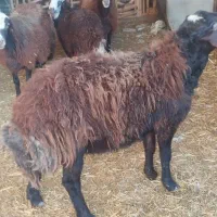 گوسفند نر فروشی