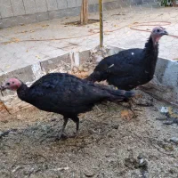 بوقلمون محلی