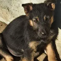 سگ ژرمن ،توله دو ماهه ،|سگ|محمدشهر, محمدشهر|دیوار