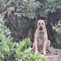 ماده سرابی از نسل جگوار قهرمان