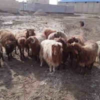 بره نر جوان